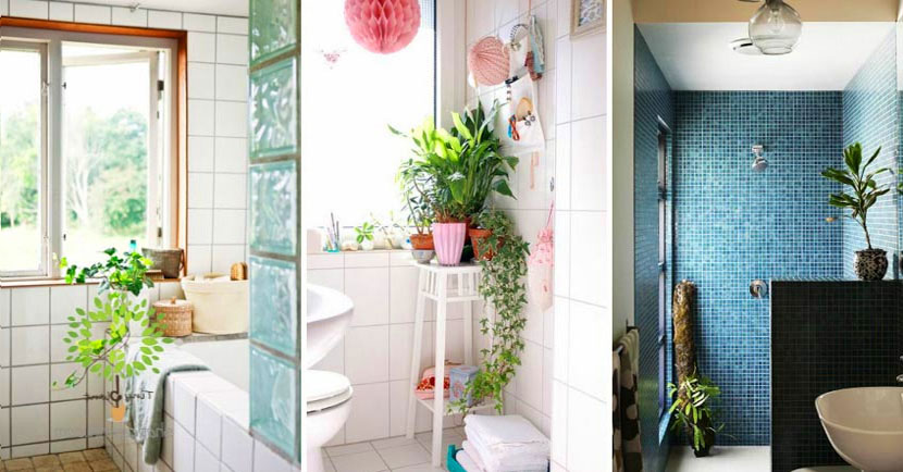 Phòng tắm - nhà vệ sinh và cách trang trí cây xanh